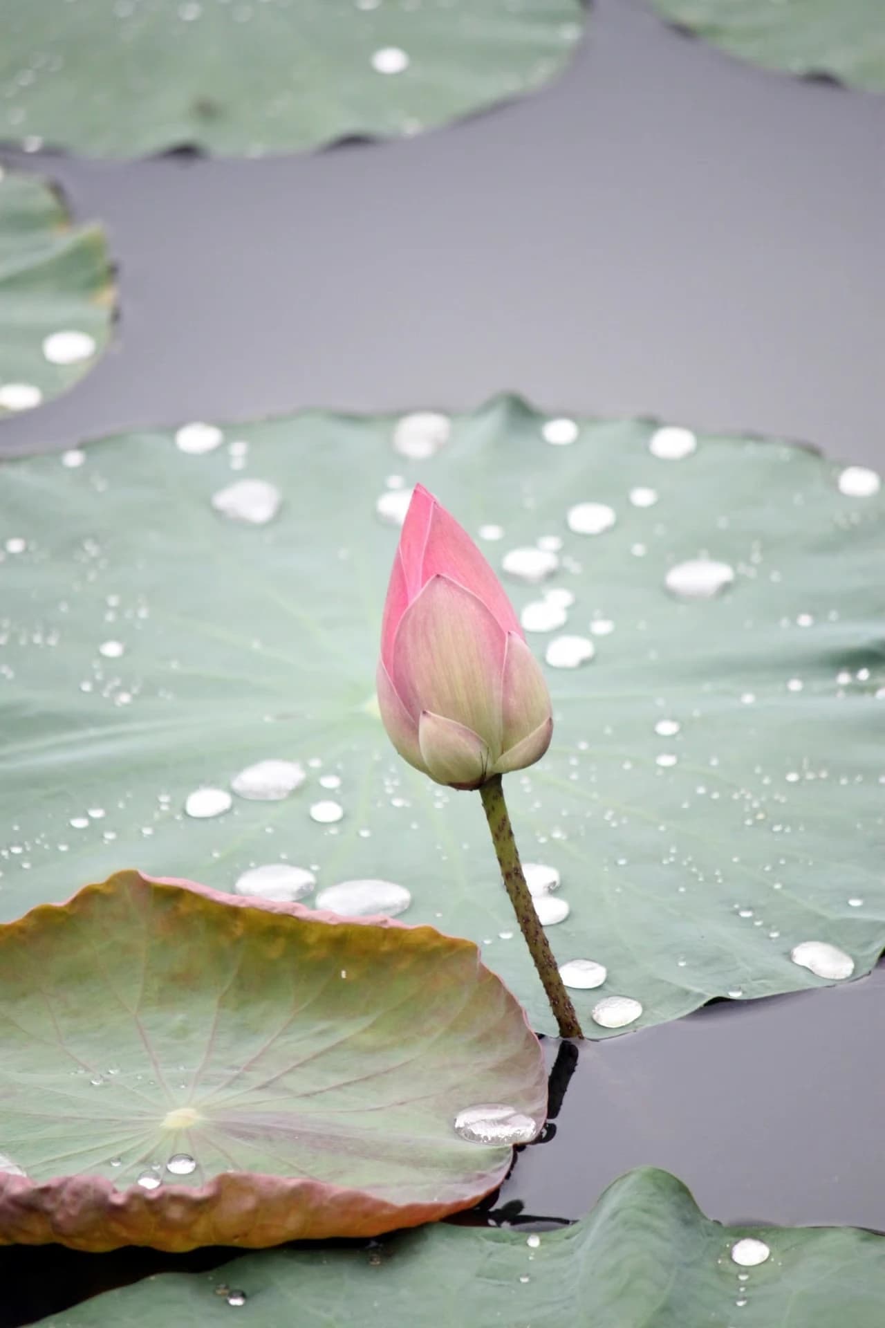 Lotusbloem